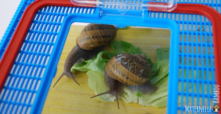 Les escargots mangent de la salade.