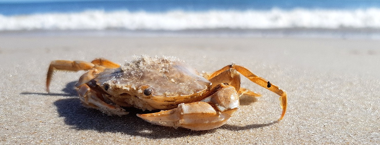 Un Petit Crabe Jaune Se Repose Sur Le Sable Crabe Sur Le Thème De Plage, De  Voyage Et De Vacances Photo stock - Image du griffe, viande: 154765030
