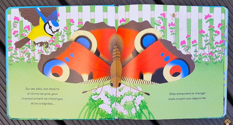 Les dessins en forme de gros yeux sur les ailes des papillons impressionnent les prédateurs !