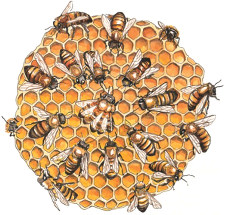 jolies abeilles illustrées par Jennie Webber